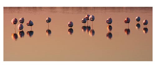 Flamands roses sur l'étang de l'Or - Carte postale panoramique 10x23 cm - Photographe: Marianne Raous