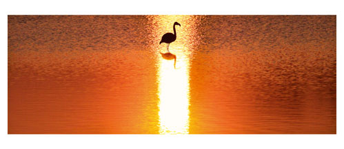 Flamand rose sur l'étang de l'Or - Carte postale panoramique 10x23 cm - Photographe: Marianne Raous