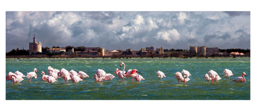 Aigues Mortes - Depuis les berges de l'étang du Médard - Carte Postale panoramique 10x23. Photographe Marianne Raous