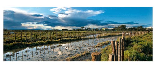 L'étang de l'Or et la petite camargue - cheval de camargue dans les étangs - cabane - Carte postale panoramique 10x23 cm - Photographe: Marianne Raous